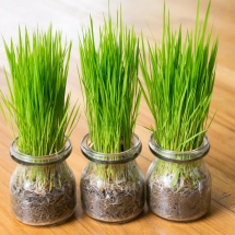 Superfood, who can live without it. COMING SOON!