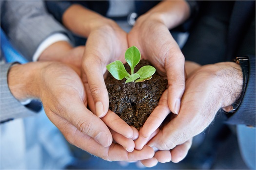 hands with small plant